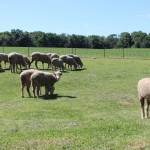 Identify weeds for management Dick Matlack sheep