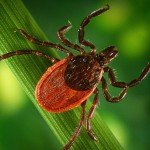 Trip for trout leads to a run in with a tick Closeup of a tick