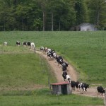 Peacefully productive on the farm dairy tour