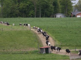 Peacefully productive on the farm dairy tour