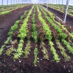 Unheated_High_Tunnel_April_2016_James_Cagle_Buzzs_Garden_Honeoye_Falls