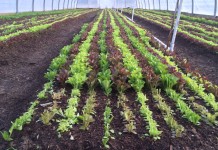 High tunnel regulations removed in Pennsylvania