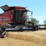 Crop progress and condition all depend on where you live Wheat harvest