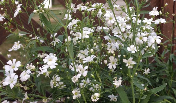 baby's breath baby's breath