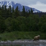 Celebrate 100 years of U.S. National Parks Bear at Katmai National Park, Alaska