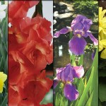 Bulbs, corms, rhizomes and tubers: What’s the difference? daffodils, gladiolus, irises, dahlias