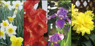 Bulbs, corms, rhizomes and tubers: What’s the difference? daffodils, gladiolus, irises, dahlias