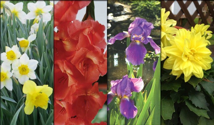 bulbs collage daffodils, gladiolus, irises, dahlias