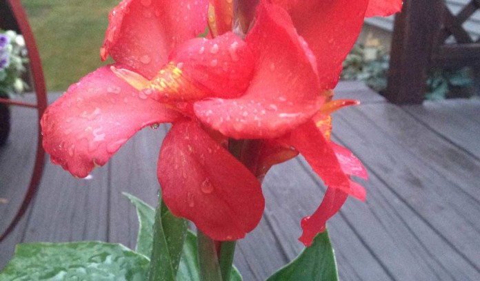 canna lily canna lily