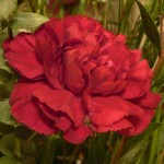 red carnation
