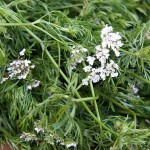 cilantro flowers