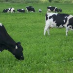 Dairy grazing webinar series begins Sept. 19 grazing dairy cattle