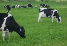 Dairy grazing webinar series begins Sept. 19 grazing dairy cattle