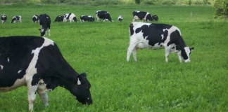 grazing dairy cattle