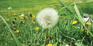 What’s that weed? How an app can help you with identification dandelions