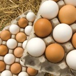 Researchers aim to enrich eggs, poultry meat with omega-3 brown and white eggs