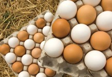 Researchers aim to enrich eggs, poultry meat with omega-3 brown and white eggs