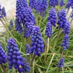 grape hyacinth