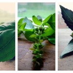 herb collage