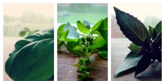 3 ways to preserve homegrown herbs herb collage