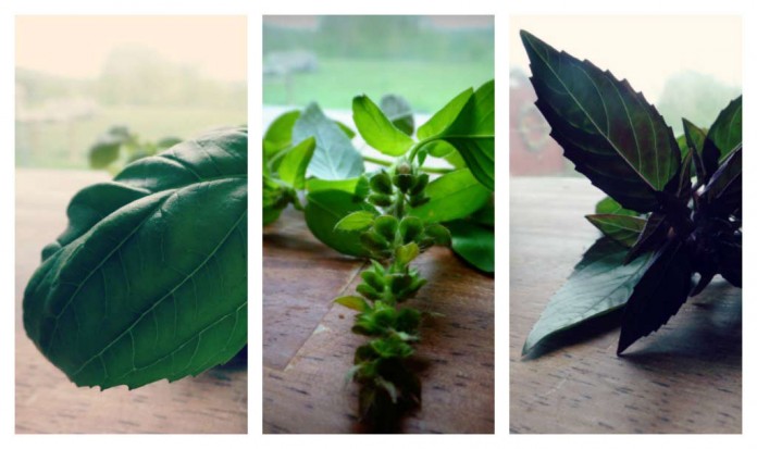 herb collage herb collage