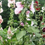 hollyhocks