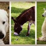 livestock protection animals