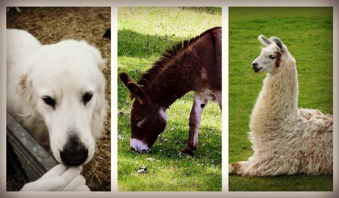 livestock protection animals