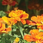 marigolds
