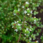 marjoram