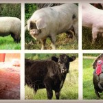 Selling meat direct: 5 sales channels for farmers 7-month-old Suffolk Ram Lamb, hog, goat, chicken, beef cattle and turkey