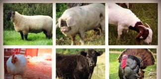 7-month-old Suffolk Ram Lamb, hog, goat, chicken, beef cattle and turkey