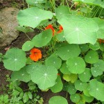 nasturtium
