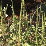 Scientists say herbicide resistance predates GM crops