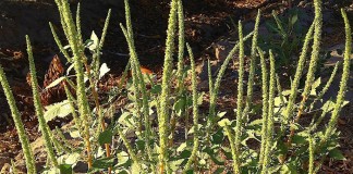 Is your seed mix tested for Palmer amaranth?