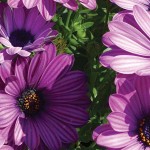 Cameron High’s meadow is worth seeing purple flowers