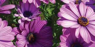 When to harvest cut flowers purple flowers