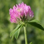 Red clover
