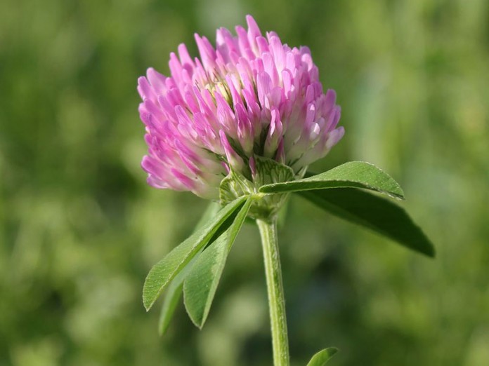Red Clover Red clover