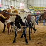 Texas Longhorn owners show cattle in Wooster Texas Longhorn