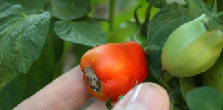 How to stop blossom end rot tomato blossom end rot