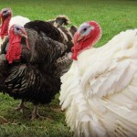 Homegrown turkey for the holidays turkeys