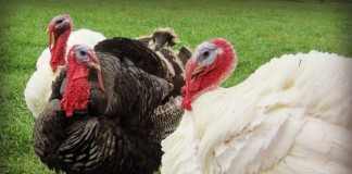 Homegrown turkey for the holidays turkeys