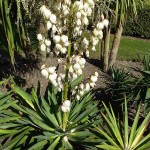 Yucca Gloriosa