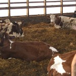 Ayrshire cattle owners form cooperative to promote breed Ayrshire cattle