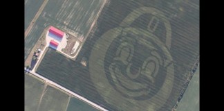 Multi-hybrid planting technology creates Brutus Buckeye in corn field Brutus Buckeye corn planting