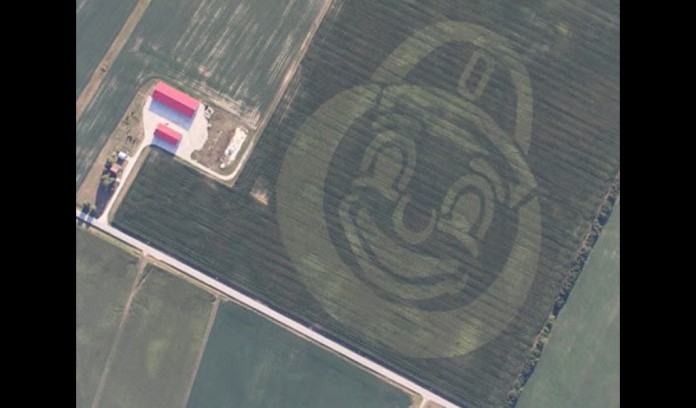 Brutus Buckeye corn planting Brutus Buckeye corn planting