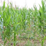 Ohio, Pa. and N.Y. in early stages of drought Drought conditions