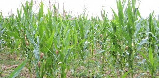 Ohio, Pa. and N.Y. in early stages of drought Drought conditions