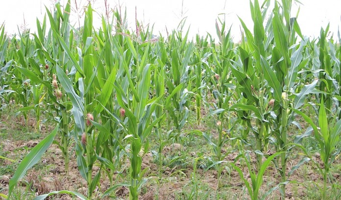 corn wayne orrvile2 Drought conditions